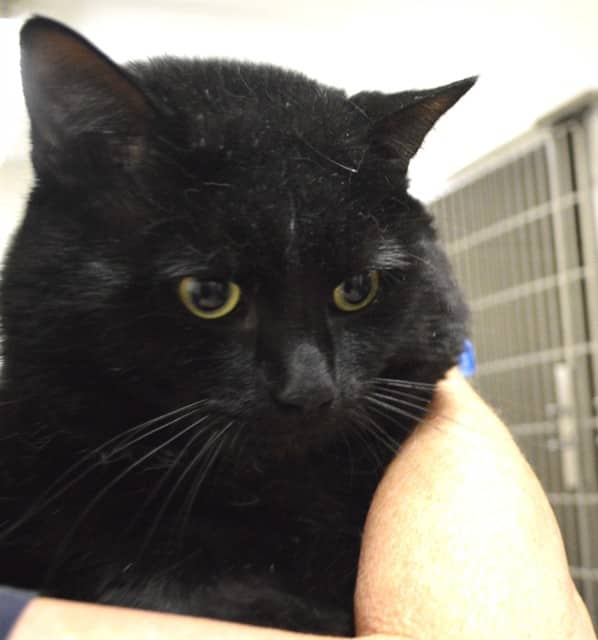 SALEM - Domestic Shorthair cat available for adoption at Ottawa Humane Society in Ottawa