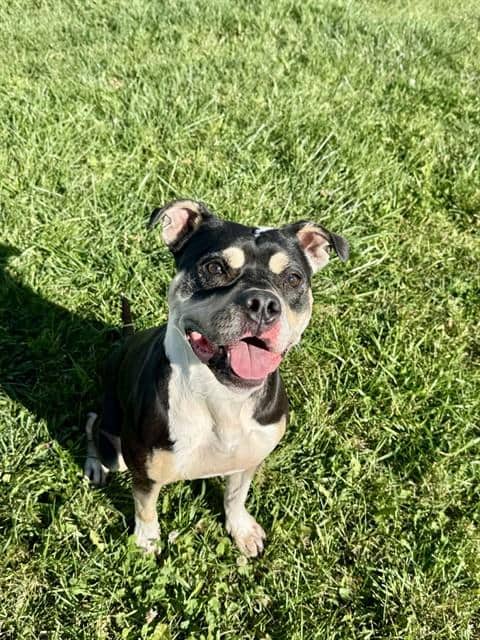 DEJA - American Bulldog available for adoption in Ontario