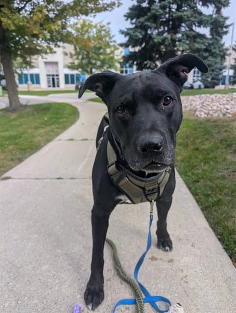 Clyde - Labrador Retriever mix available for adoption at Vaughan Animal Services in Vaughan