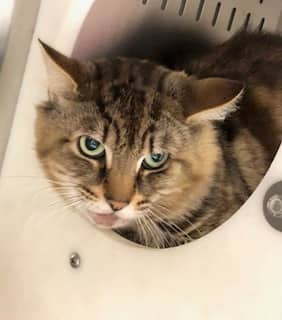GRIZZLY - Domestic Shorthair cat available for adoption at Ottawa Humane Society in Ottawa