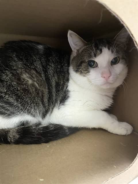 SIMSIM - Domestic Shorthair cat available for adoption at Ottawa Humane Society in Ottawa