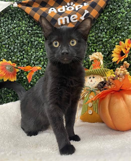 SPECTRA - Domestic Shorthair available for adoption