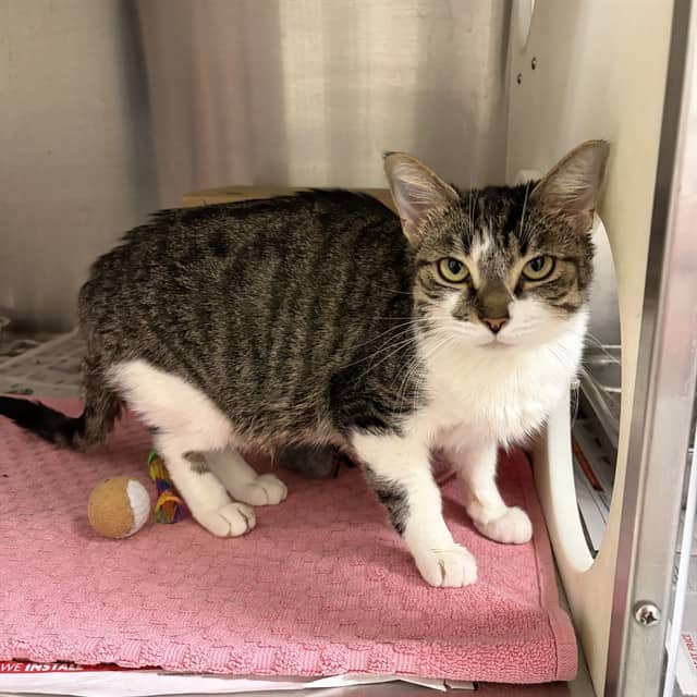 NAVITY - Domestic Shorthair cat available for adoption at Ottawa Humane Society in Ottawa