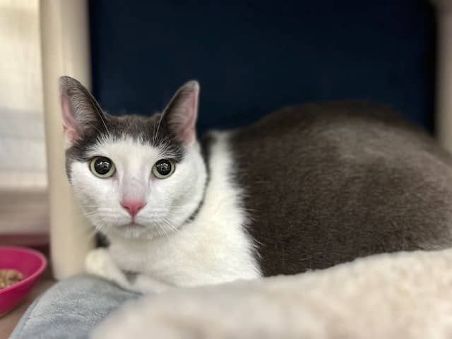 FERGIE - Domestic Shorthair cat available for adoption at City of Toronto Animal Services in Toronto