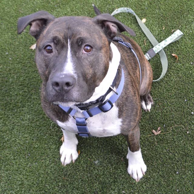RIZZ - American Bulldog mix available for adoption at Ottawa Humane Society in Ottawa