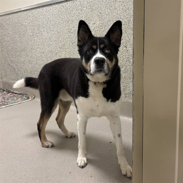 CHARLIE - Siberian Husky mix available for adoption