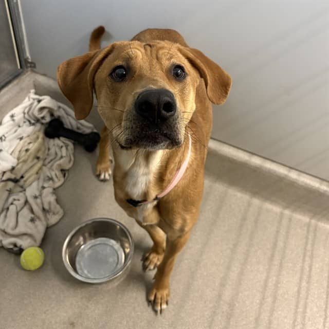 STAN - Retriever mix available for adoption at Ottawa Humane Society in Ottawa