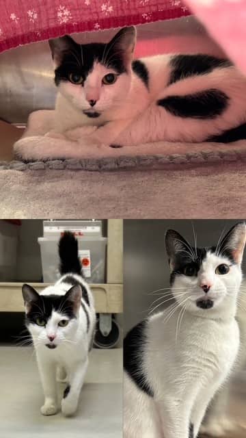 GYPSY - Domestic Shorthair cat available for adoption at City of Toronto Animal Services in Toronto