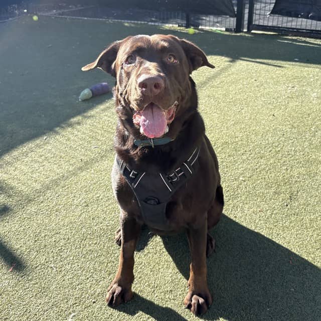 YONAH - Retriever available for adoption