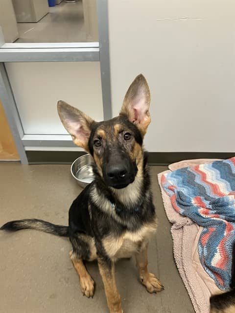 PURDY - German Shepherd Dog available for adoption