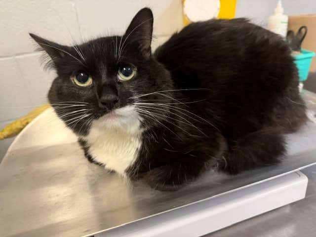 EDDY - Domestic Mediumhair cat available for adoption at City of Toronto Animal Services in Toronto
