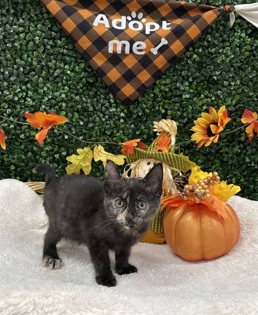 SHRIMP - Domestic Shorthair cat available for adoption at Saskatoon Animal Control Agency in Saskatoon