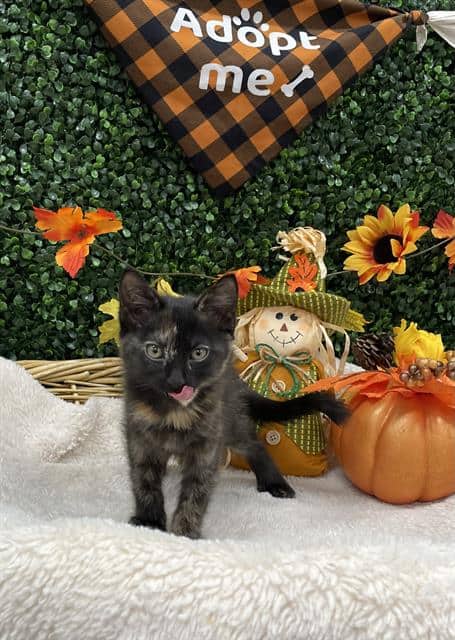 CHOW MEIN - Domestic Shorthair cat available for adoption at Saskatoon Animal Control Agency in Saskatoon