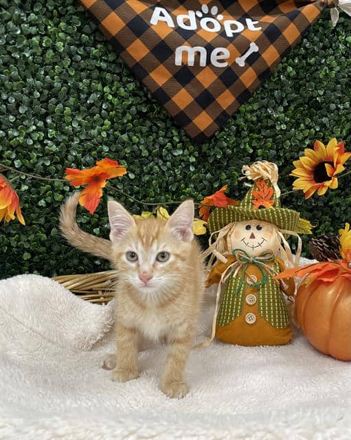PORK - Domestic Shorthair cat available for adoption at Saskatoon Animal Control Agency in Saskatoon