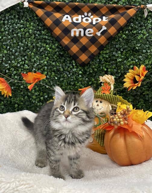 CHICKEN BALL - Domestic Mediumhair cat available for adoption at Saskatoon Animal Control Agency in Saskatoon