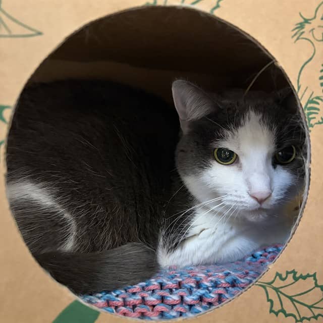 NAYA - Domestic Shorthair cat available for adoption at Ottawa Humane Society in Ottawa