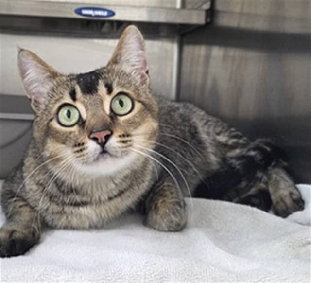Vesper - Domestic Shorthair cat available for adoption at Vaughan Animal Services in Vaughan
