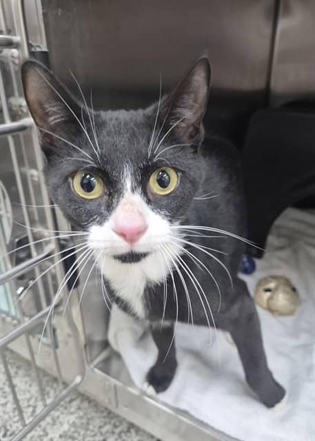 Jillian - Domestic Shorthair cat available for adoption at Vaughan Animal Services in Vaughan