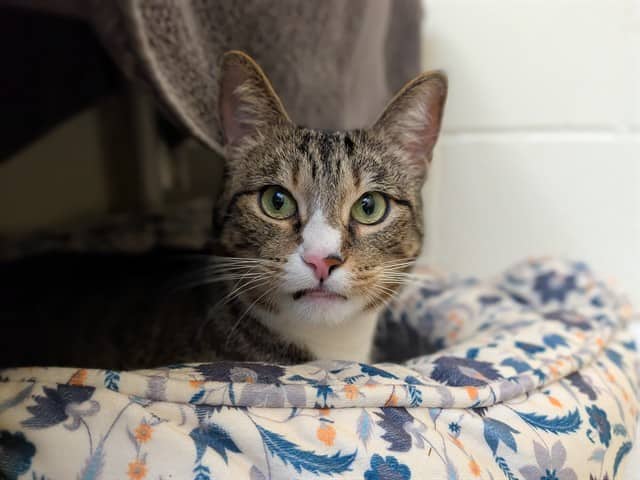 DAISY - Domestic Shorthair cat available for adoption at City of Toronto Animal Services in Toronto
