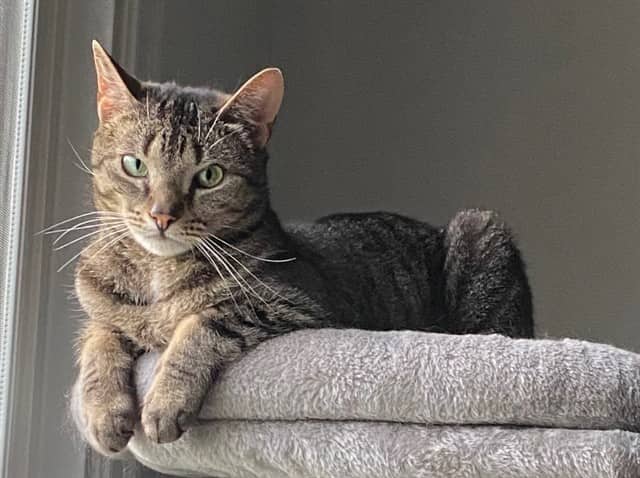 SWEET - Domestic Shorthair cat available for adoption at Ottawa Humane Society in Ottawa