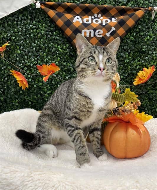 MENCHIE - Domestic Shorthair cat available for adoption in Calgary