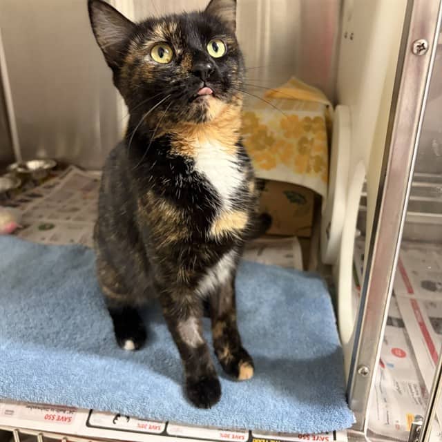 BOO - Domestic Shorthair cat available for adoption at Ottawa Humane Society in Ottawa