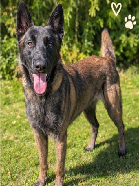 MALAKAI - Belgian Malinois available for adoption at City of Toronto Animal Services in Toronto