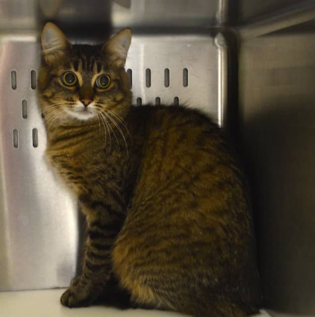 YASMINE - Domestic Mediumhair available for adoption