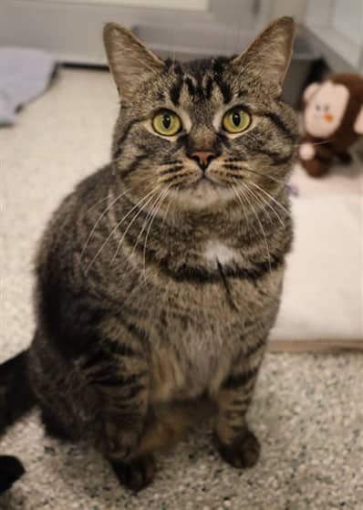 LEXIE - Domestic Shorthair cat available for adoption at Ottawa Humane Society in Ottawa