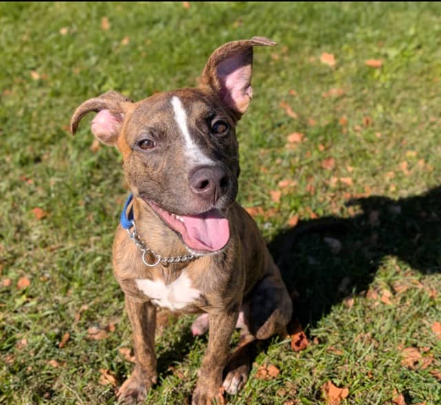ARTIE - Labrador Retriever and Boxer available for adoption at City of Toronto Animal Services in Toronto
