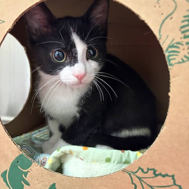 MANTIS - Domestic Shorthair cat available for adoption at Ottawa Humane Society in Ottawa