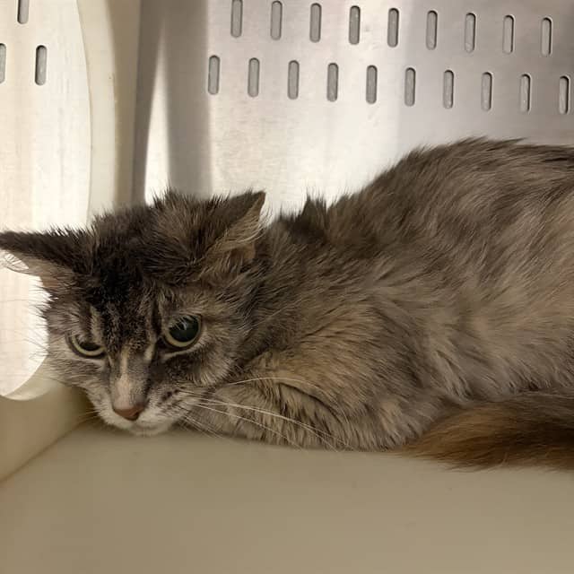 MAYBELLINE - Domestic Mediumhair cat available for adoption at Ottawa Humane Society in Ottawa