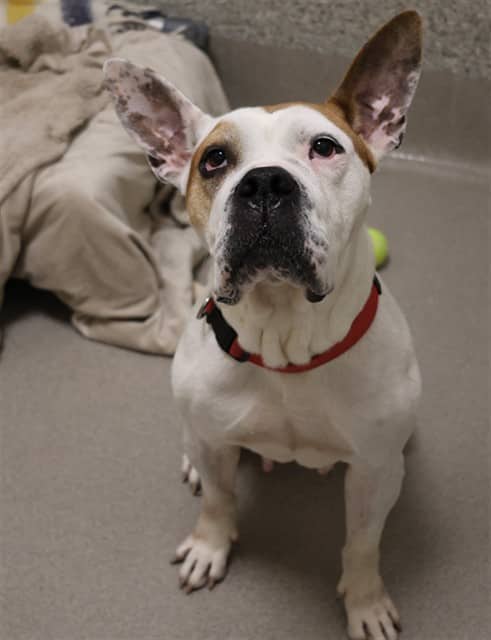 MIFFY - American Bulldog mix available for adoption