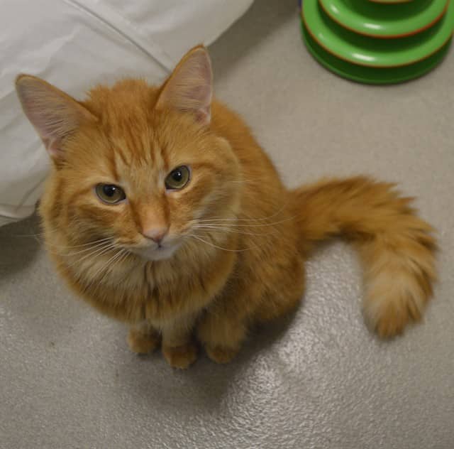 TIGER - Domestic Mediumhair cat available for adoption at Ottawa Humane Society in Ottawa