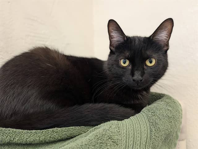 ZLATAN - Domestic Shorthair cat available for adoption at City of Toronto Animal Services in Toronto