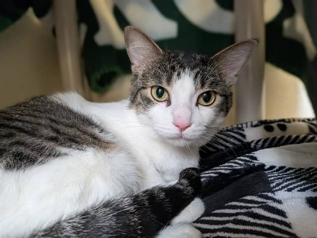 LOKI - Domestic Shorthair cat available for adoption at City of Toronto Animal Services in Toronto