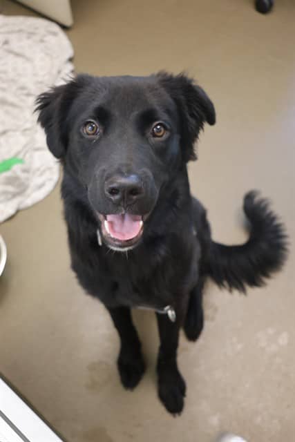 RILEY - Retrver Labradr available for adoption