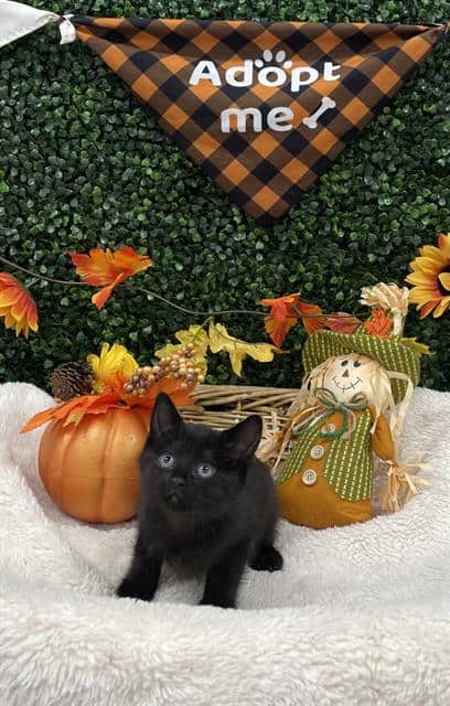 BELLA SWAN - Domestic Shorthair cat available for adoption at Saskatoon Animal Control Agency in Saskatoon