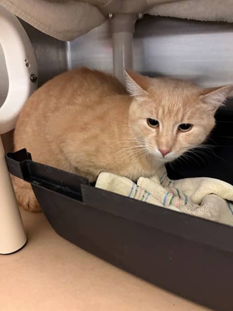 POOCH - Domestic Shorthair cat available for adoption at City of Toronto Animal Services in Toronto
