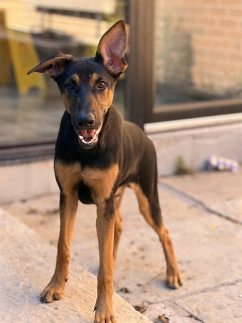 FRED - Doberman Pinscher and Black and Tan Coonhound available for adoption