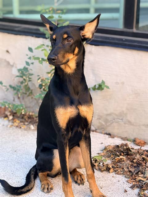 DAPHNE - Doberman Pinscher and Black and Tan Coonhound available for adoption
