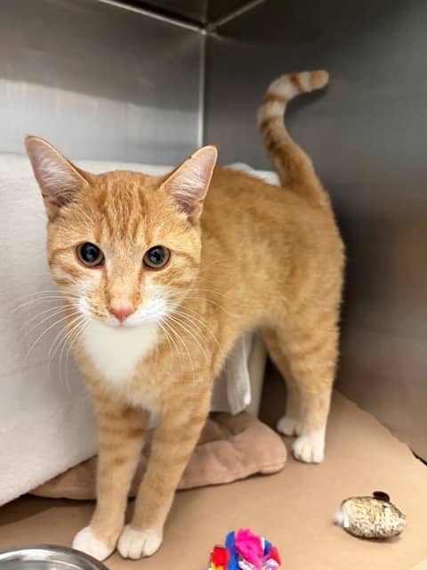 JUNIOR - Domestic Shorthair cat available for adoption at City of Toronto Animal Services in Toronto