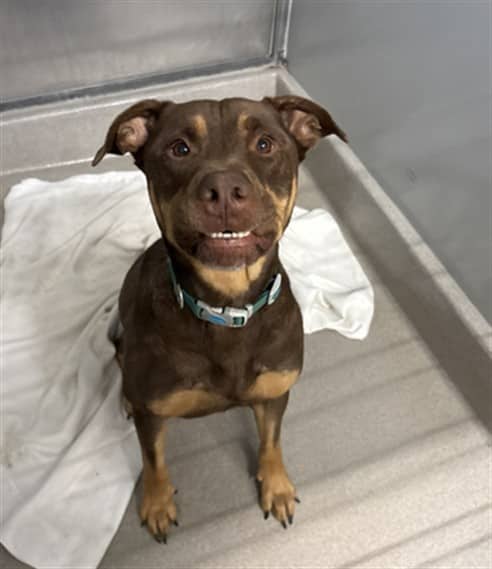DAVE - Rottweiler mix available for adoption in Ontario