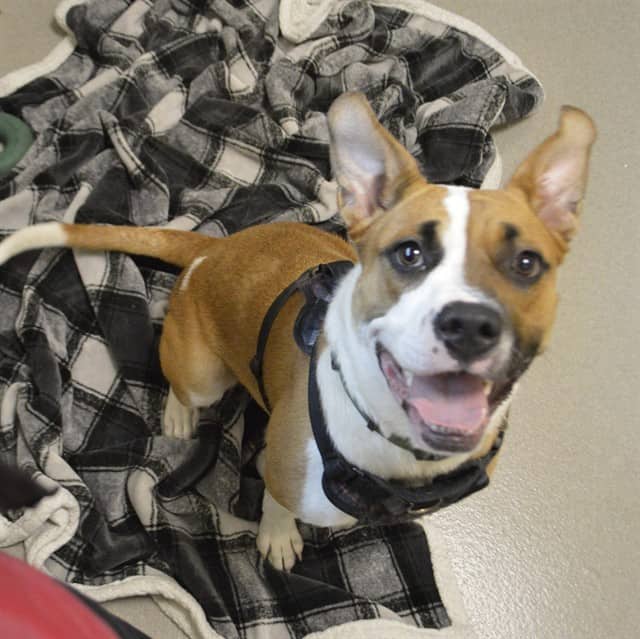 STELLA - Boxer mix available for adoption
