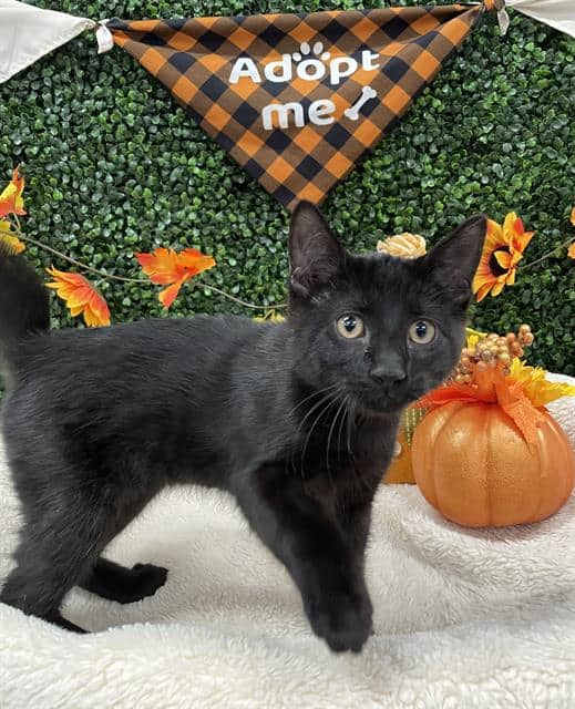 SALEM - Domestic Shorthair available for adoption