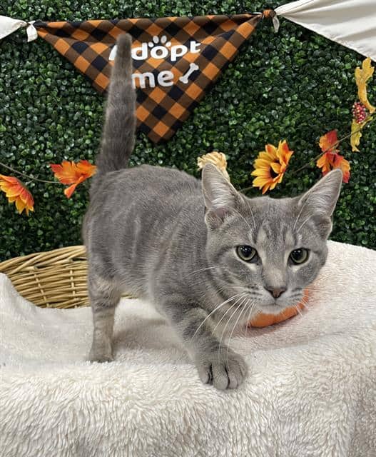FRANKIE - Domestic Shorthair cat available for adoption at Saskatoon Animal Control Agency in Saskatoon