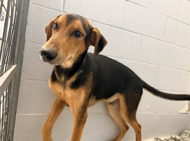 SHAGGY - Doberman Pinscher and Black and Tan Coonhound available for adoption