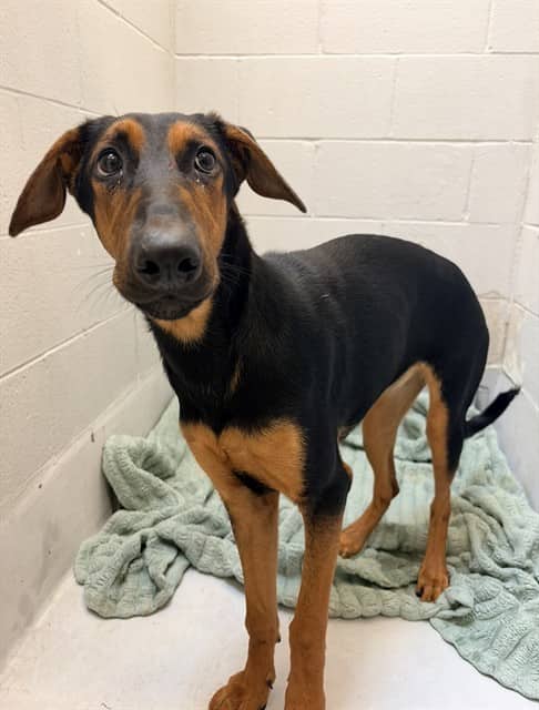 VELMA - Doberman Pinscher and Black and Tan Coonhound available for adoption at City of Toronto Animal Services in Toronto