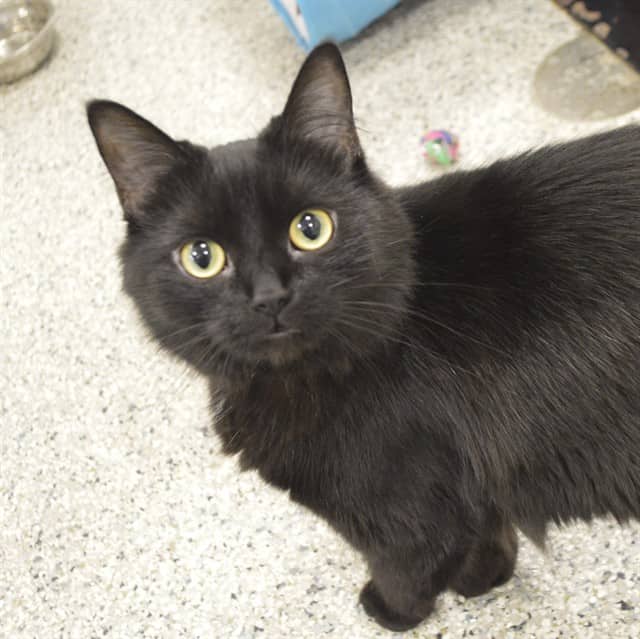 PAPRIKA - Domestic Mediumhair cat available for adoption at Ottawa Humane Society in Ottawa