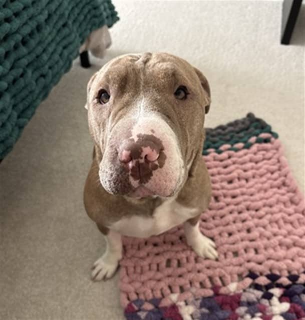 ROSIE - Bulldog mix available for adoption at Ottawa Humane Society in Ottawa